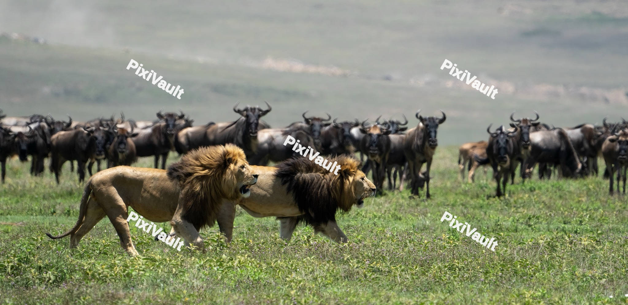Two Lions